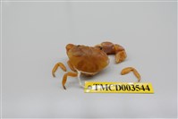 藏品(環紋金沙蟹)的圖片